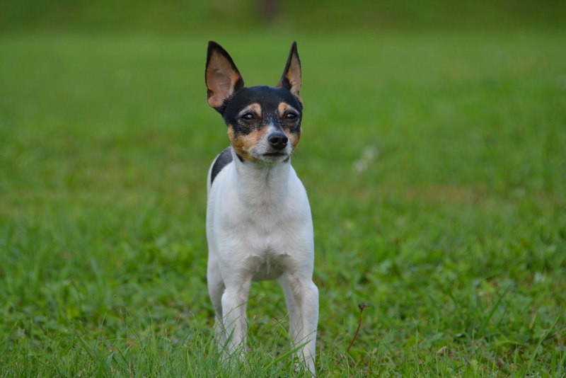 Toy Fox Terrier