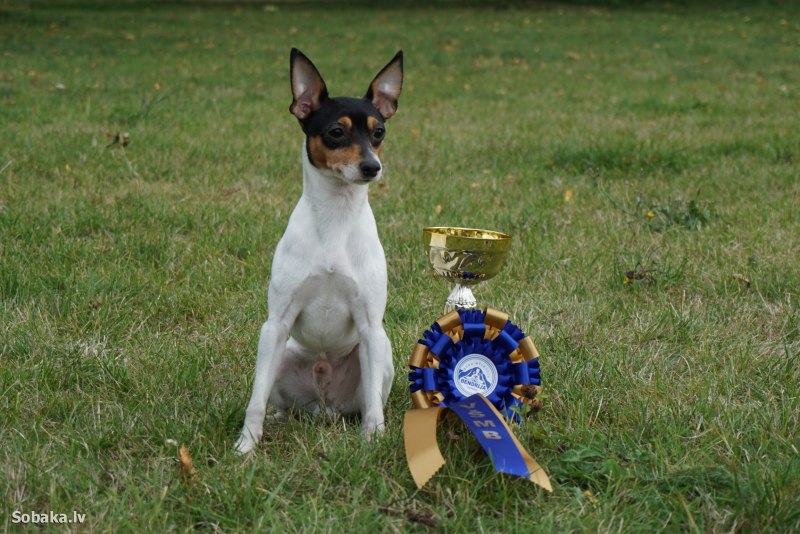American Toy Fox Terrier