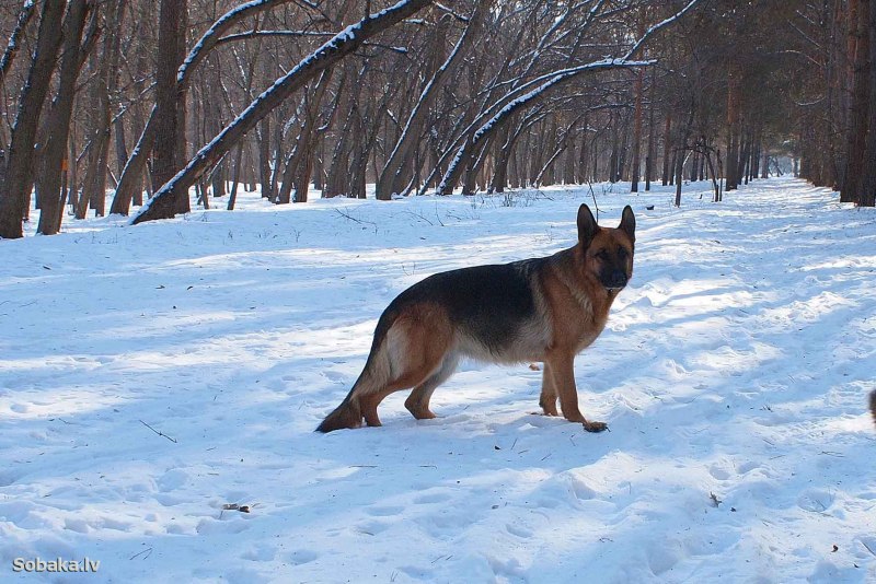 Овчарка зимой