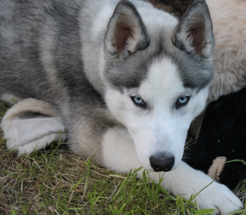 Хаски Piebald