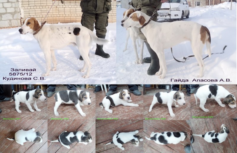 Сибирский хаски агути