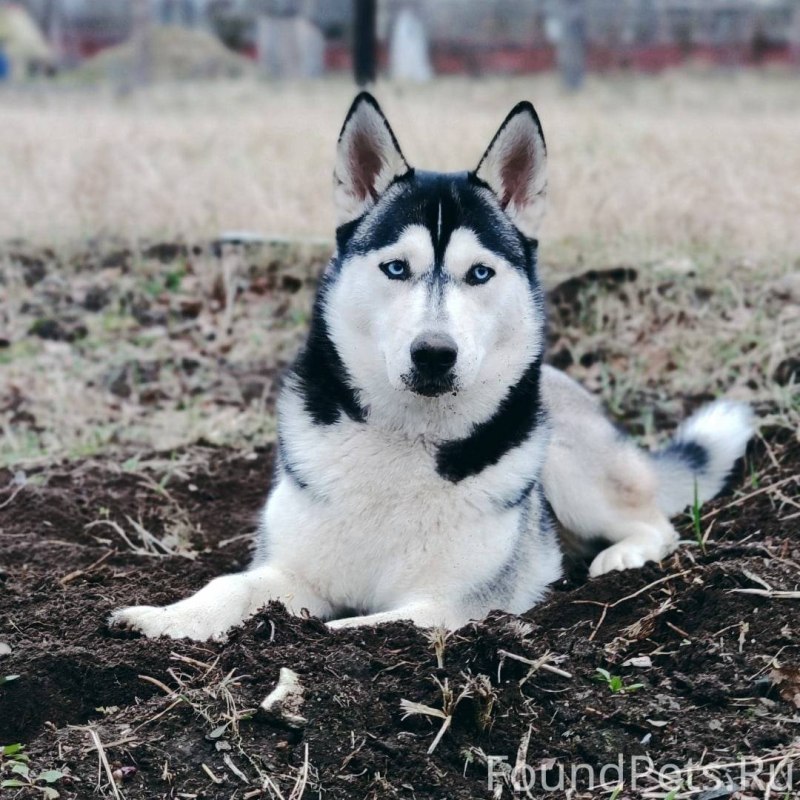 Хаски в Китае