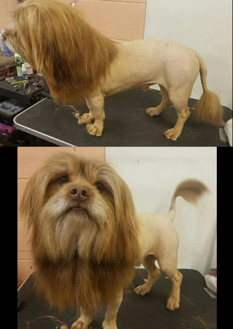 Смешные стрижки собак