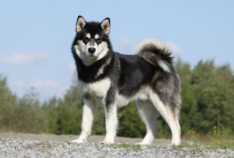 Маламут Аляскинский pedigree
