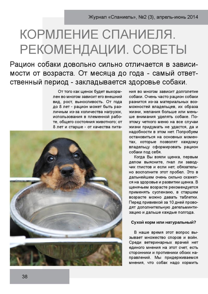 Рацион кормления щенка спаниеля в 1 месяц