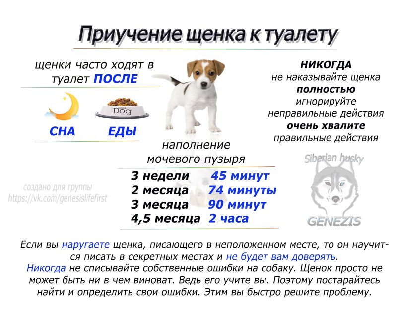 Сколько раз в день какает щенок