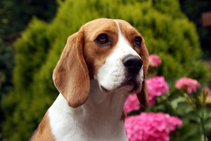 Beagle порода собак