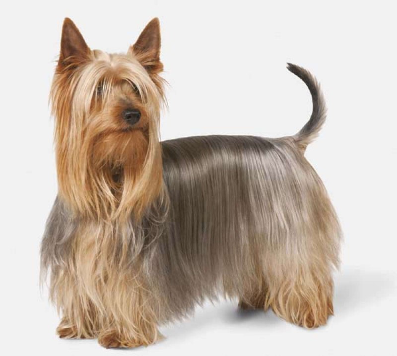 Выставка собак Westminster Kennel Club 2020