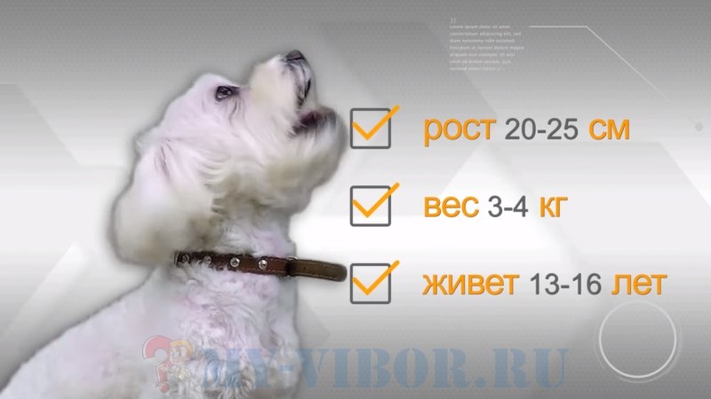 Мальтезе Возраст по человеческим