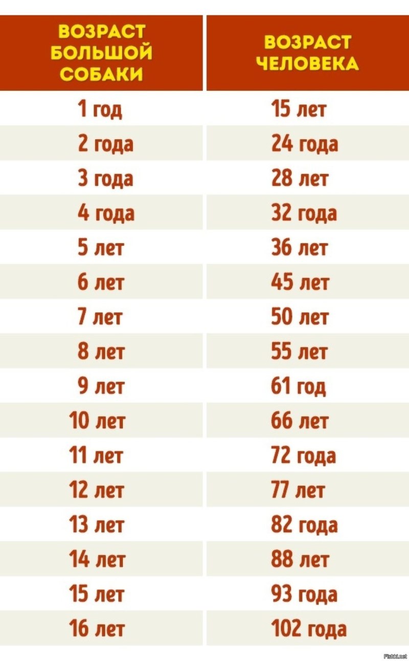 Сколько лет живут собаки по человеческим меркам таблица