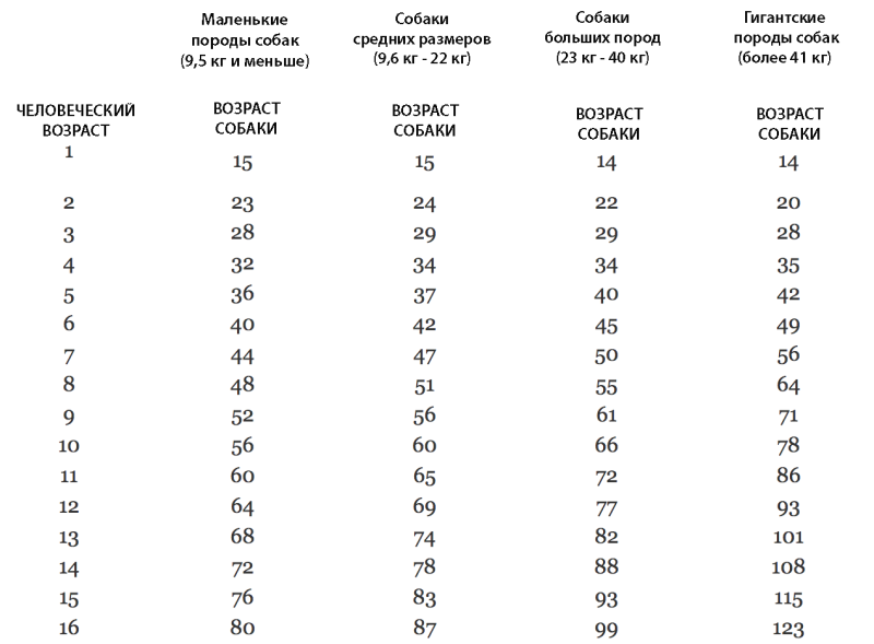 Сравнительная таблица возраста собаки и человека таблица
