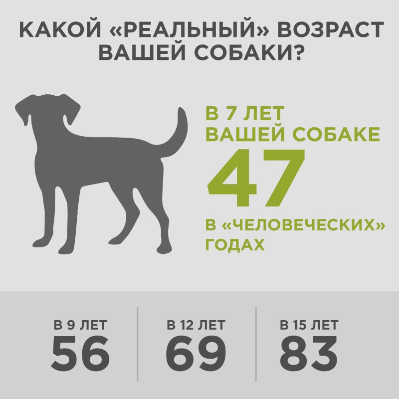 Возраст собаки