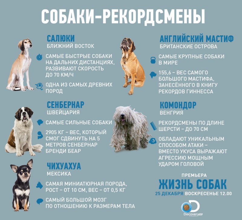 Средняя Продолжительность жизни собак