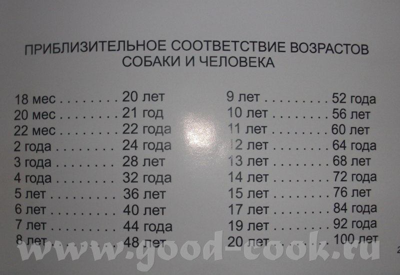 1 Год по собачьи сколько лет