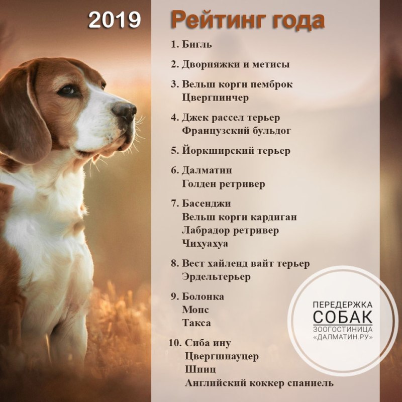 Собачьи имена клички