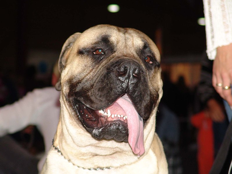 Dog NB