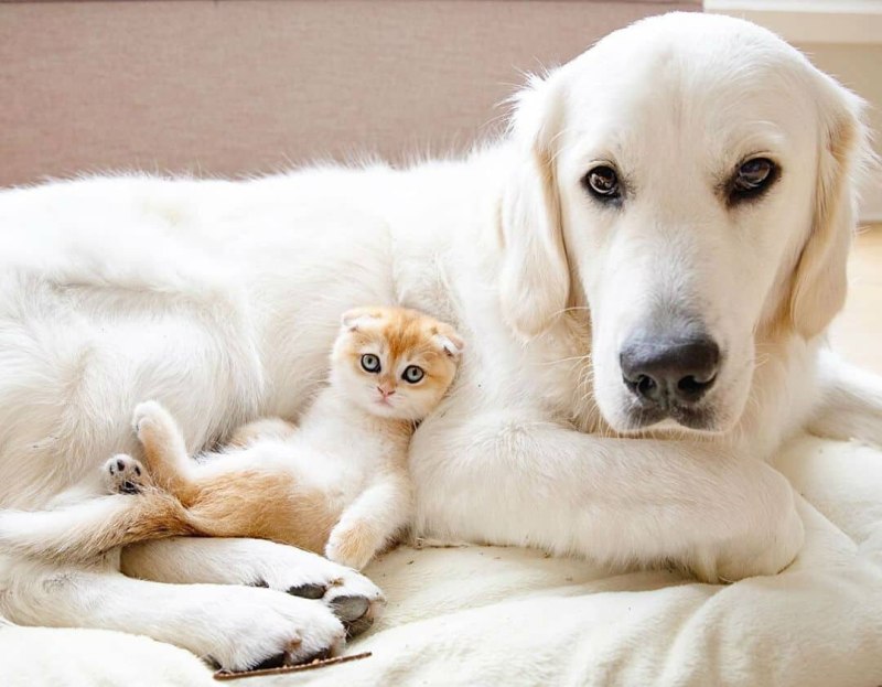 Ретривер и кошка