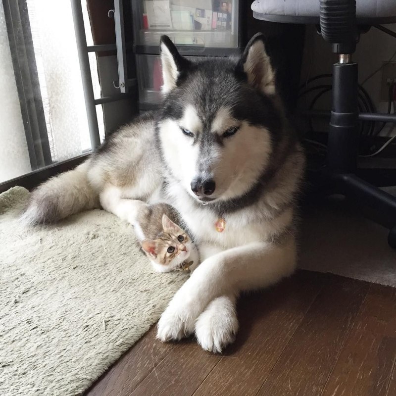 Сибирский хаски +кошка
