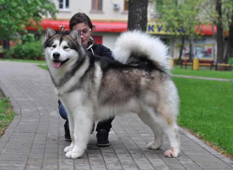 Маламут гигант собака