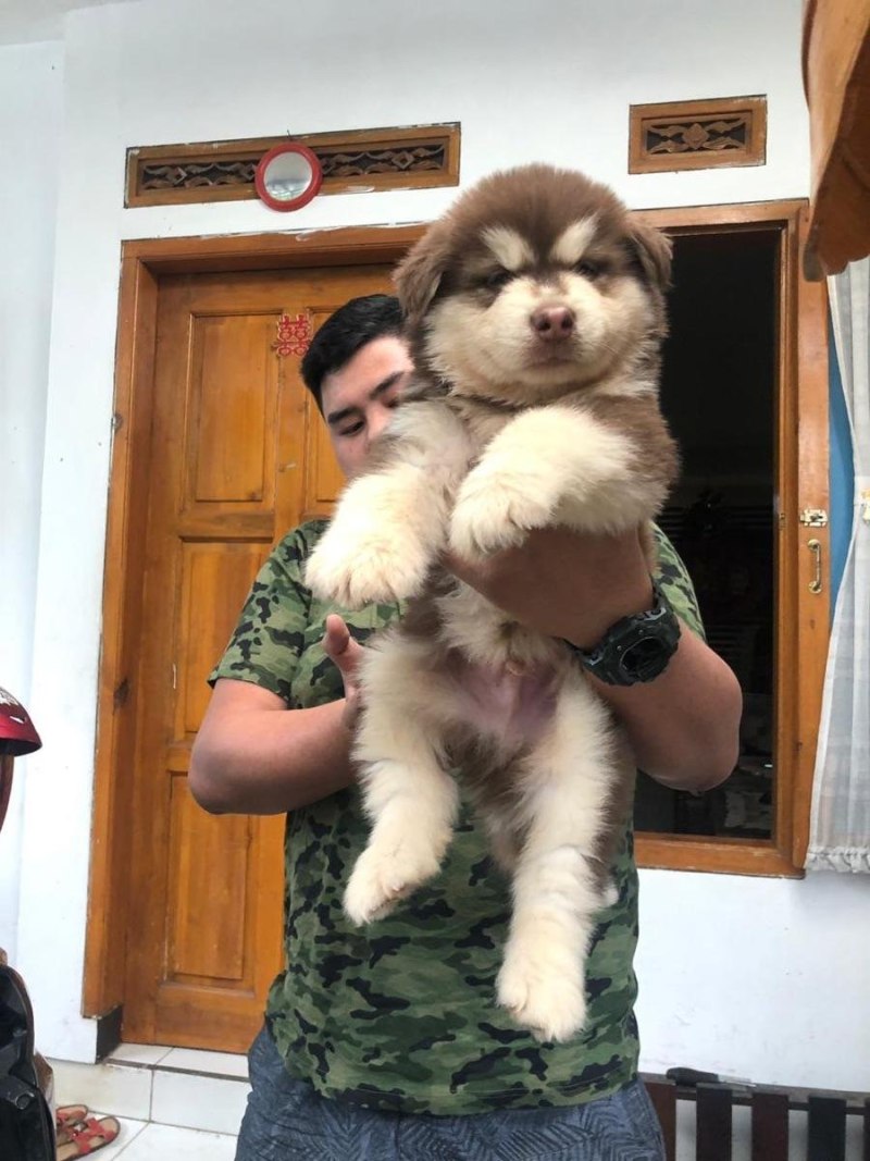 Маламут Аляскинский гигант