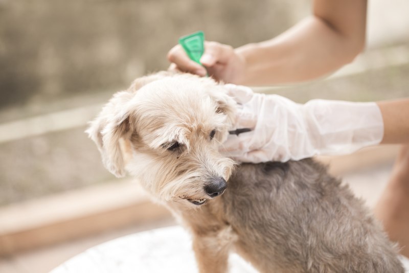 How to get rid of Fleas from Kittens effective methods of Control and Prevention