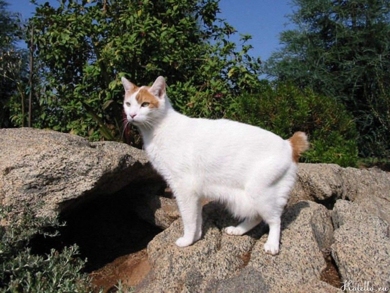 Японский бобтейл кошка