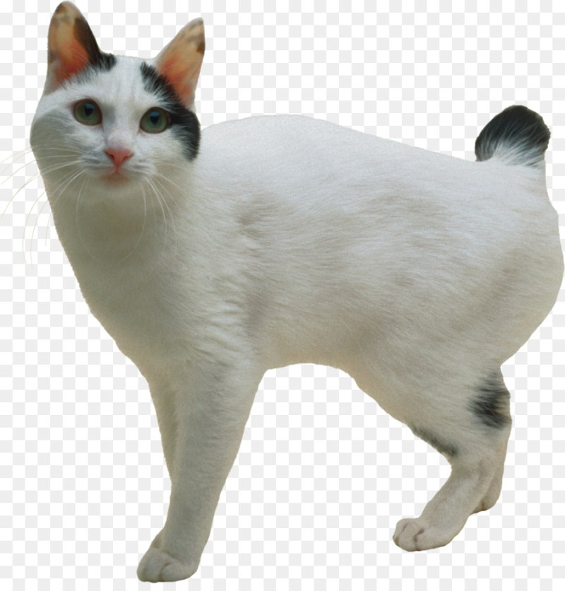 Японский бобтейл