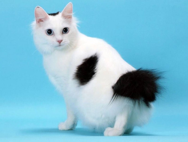 Japanese Bobtail