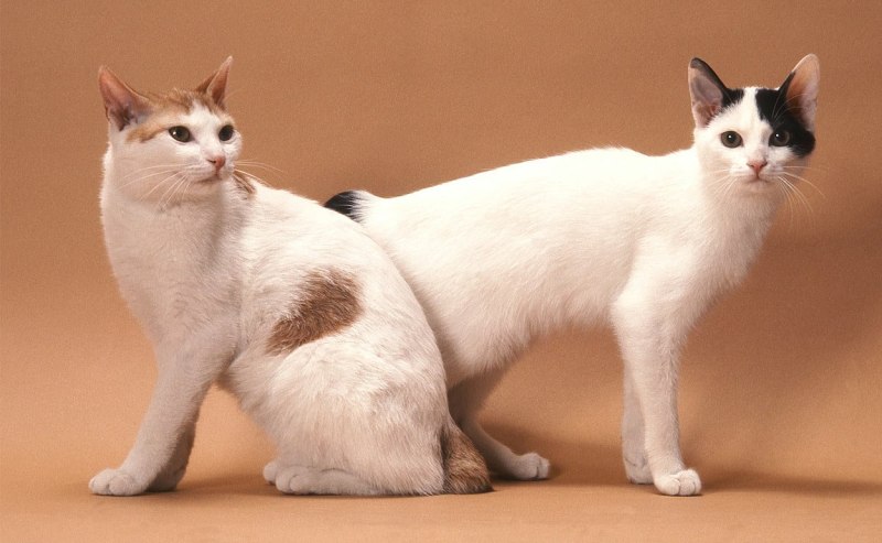 Японский бобтейл котенок