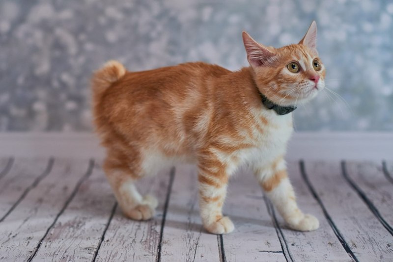 Японский бобтейл котенок