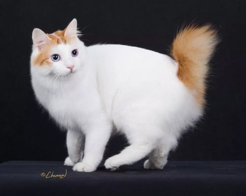 Карельский бобтейл белый