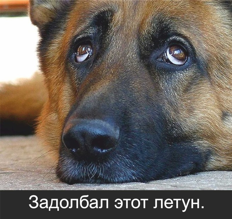 Домашние животные для детей