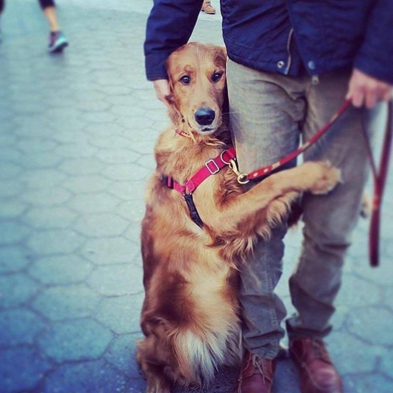 Хатико с хозяином