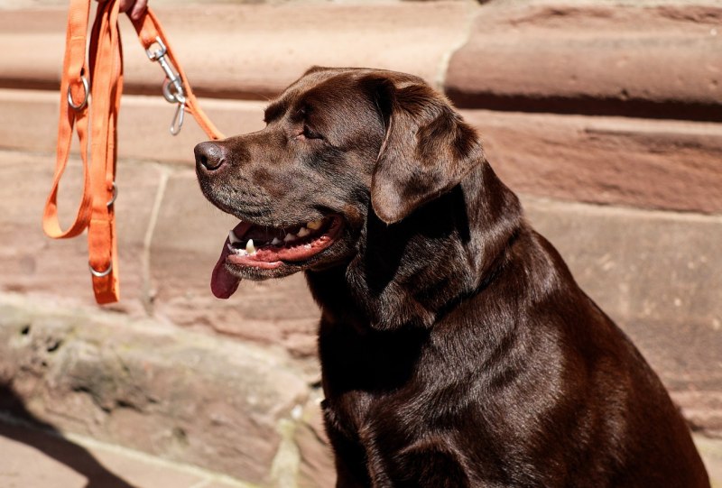 Labrador Dog коричневый