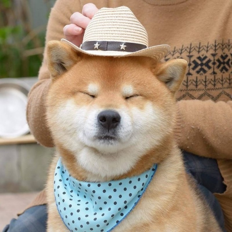 Сиба ину и кот