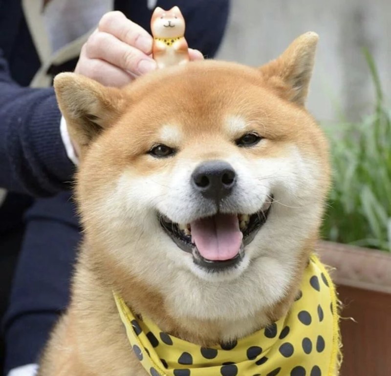 Сиба ину
