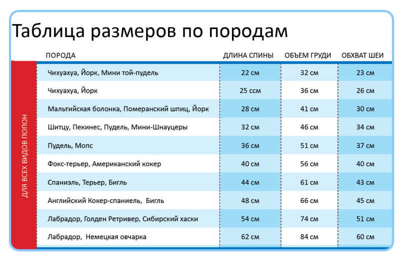 Йоркширский терьер мини