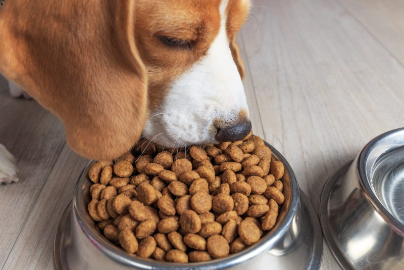 Dog food корм для собак