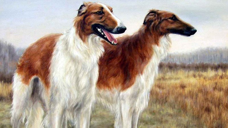 Собака породы русская псовая борзая