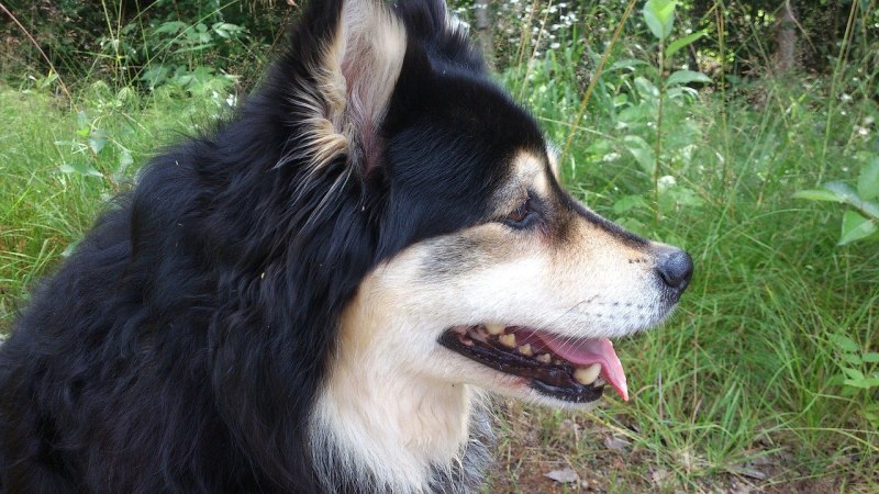 Finnish Lapphund Dog