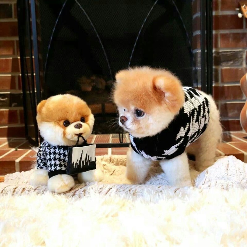 Померанский шпиц Boo Медвежонок