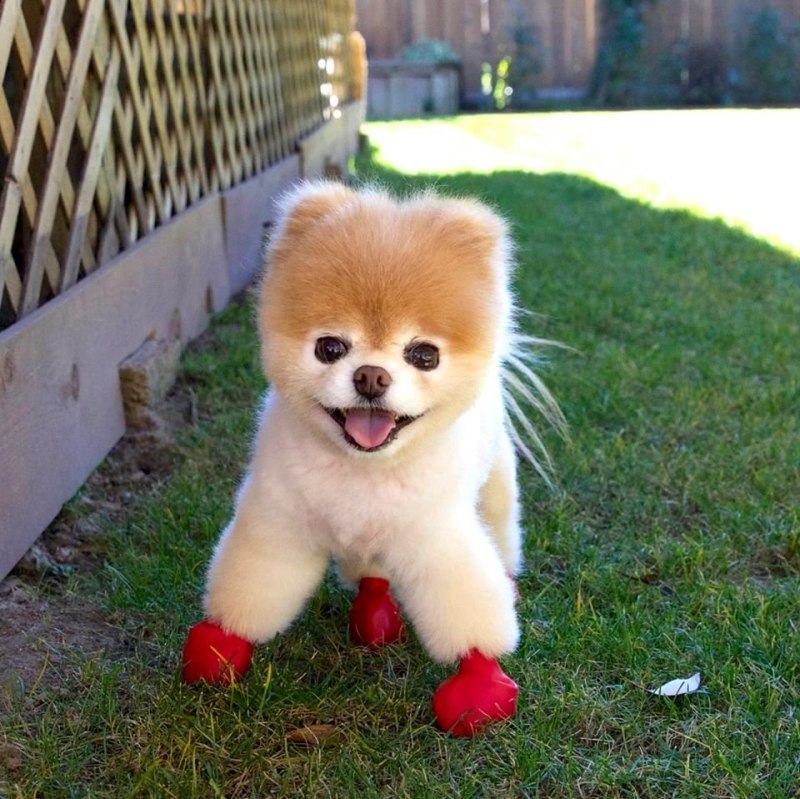 Померанский шпиц Boo