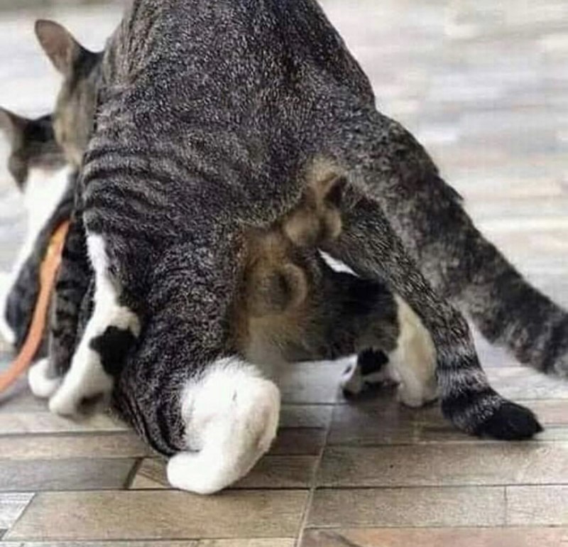 Кот бежит на передних лапах
