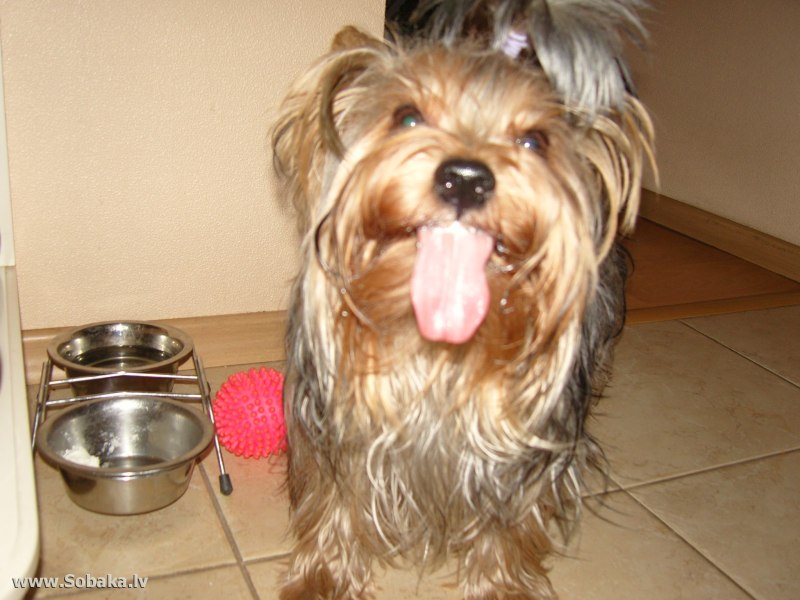 Peanut yorki