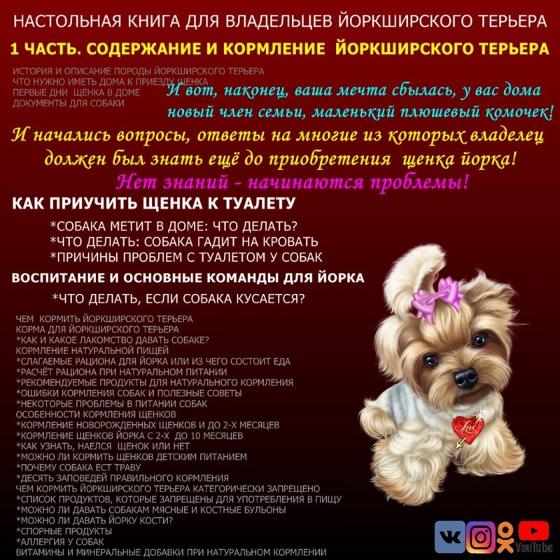 Собака Йорк ест из миски