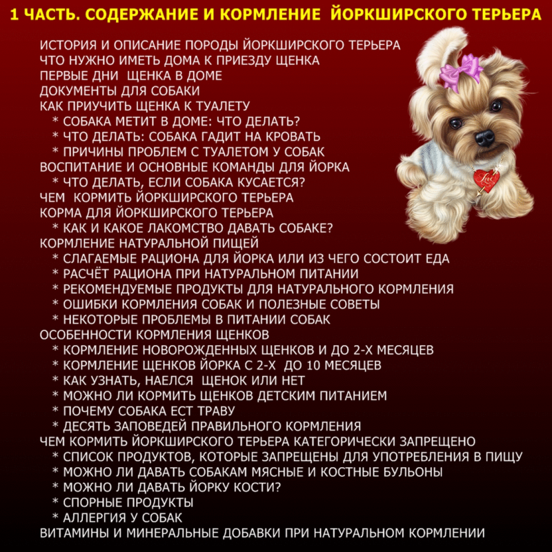 Йоркширский терьер лапки