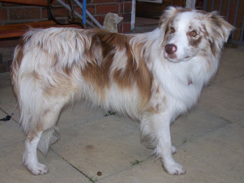 Red Merle border Collie