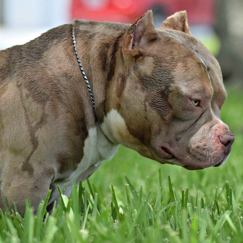 Strong Dog