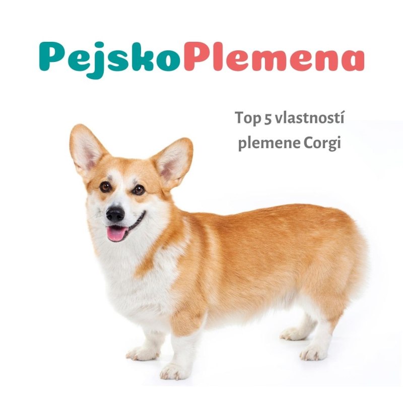 Шортики корги пемброк
