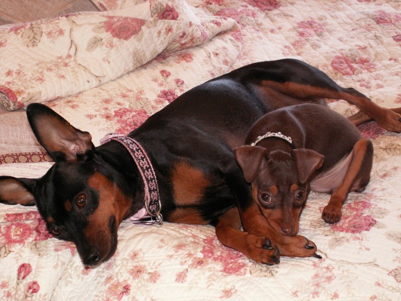 Цвергпинчер / Miniature Pinscher (185) м